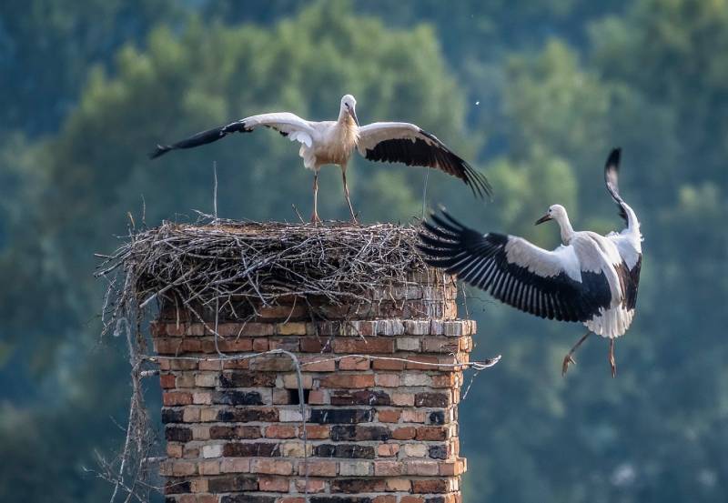 Expert Chimney Animal Removal in Towson, MD Professional Chimney Animal Removal Services in Towson, Maryland