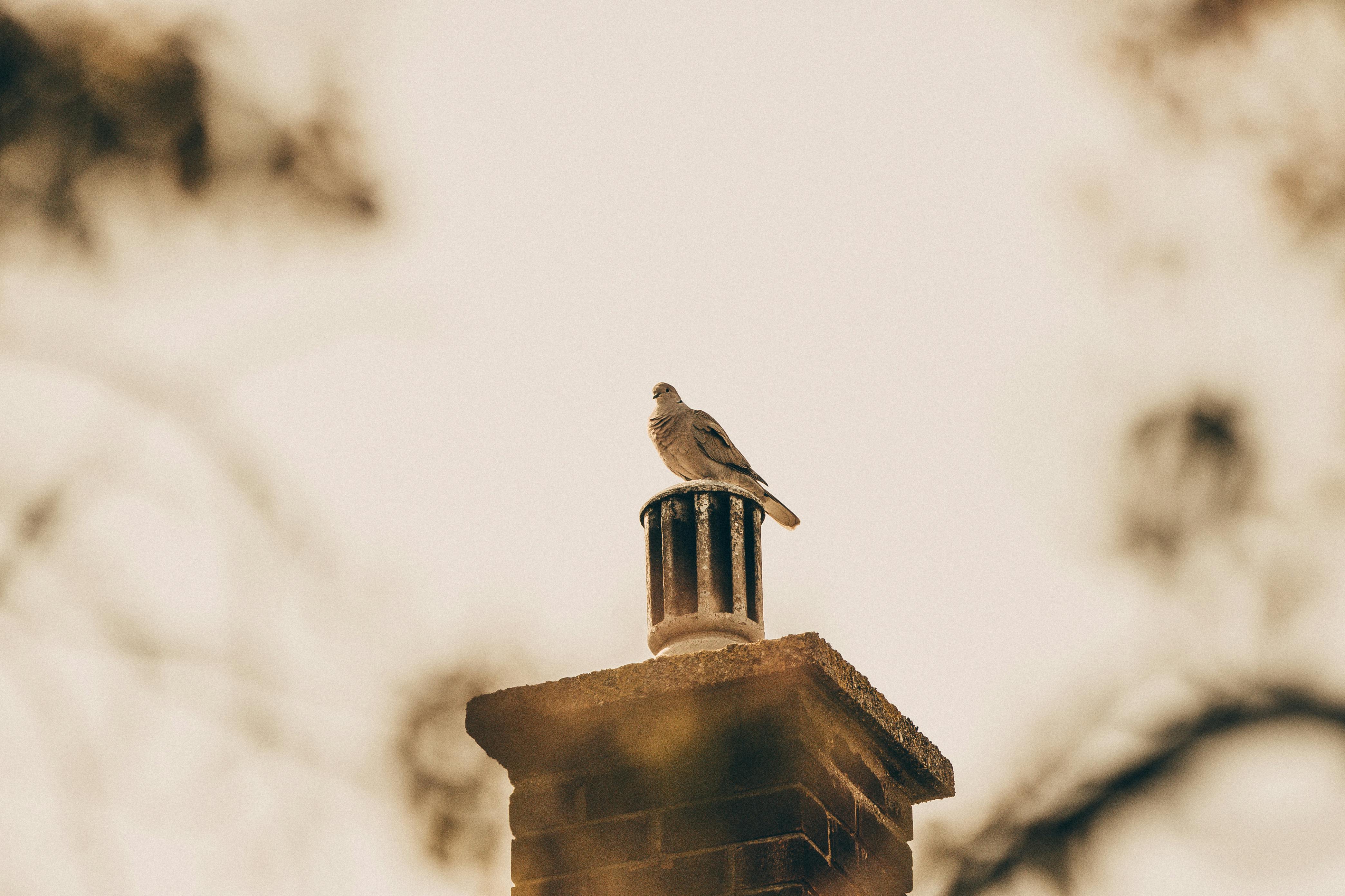 Professional Chimney Cap Installation Services in Towson, MD Expert Chimney Cap Installation in Towson, Maryland